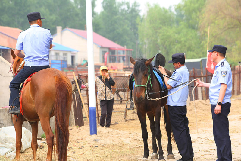 巡邏前，民警為愛馬整理好馬鞍。