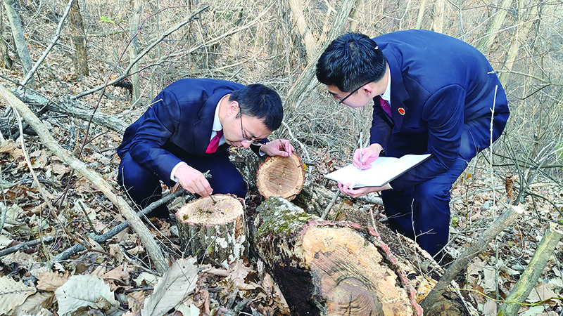 檢察官現(xiàn)場勘查樹木遭受蟲害情況